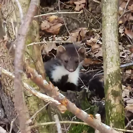 Authentic Pohorje House With Riverside Outdoor Sauna