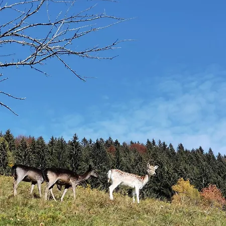 Authentic Pohorje House With Riverside Outdoor Sauna בית נופש *