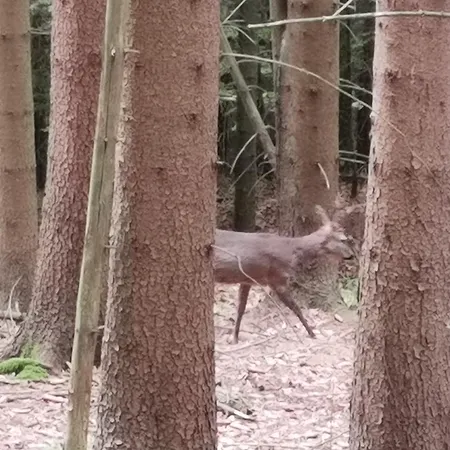 Authentic Pohorje House With Riverside Outdoor Sauna