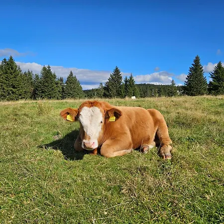 בית נופש Authentic Pohorje House With Riverside Outdoor Sauna *