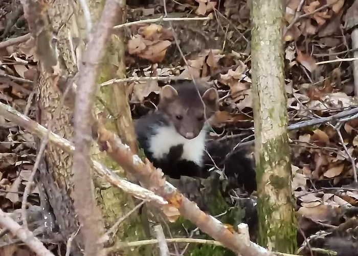Authentic Pohorje House With Riverside Outdoor Sauna