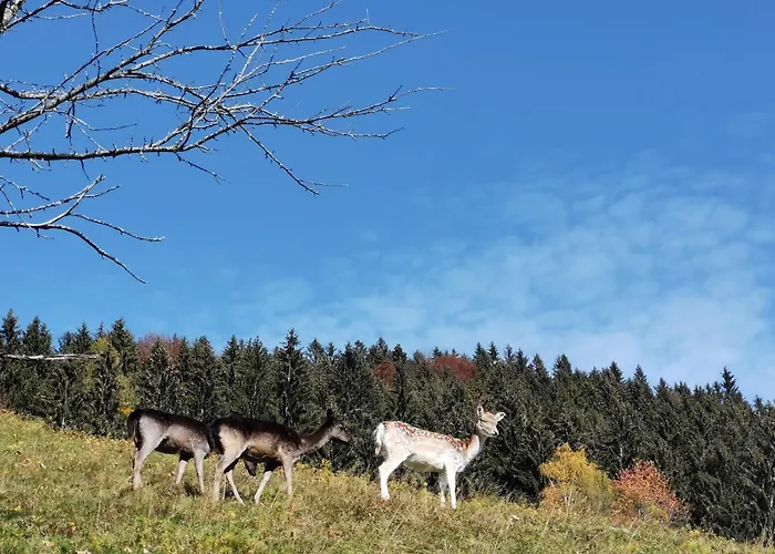 Authentic Pohorje House With Riverside Outdoor Sauna 別荘 *