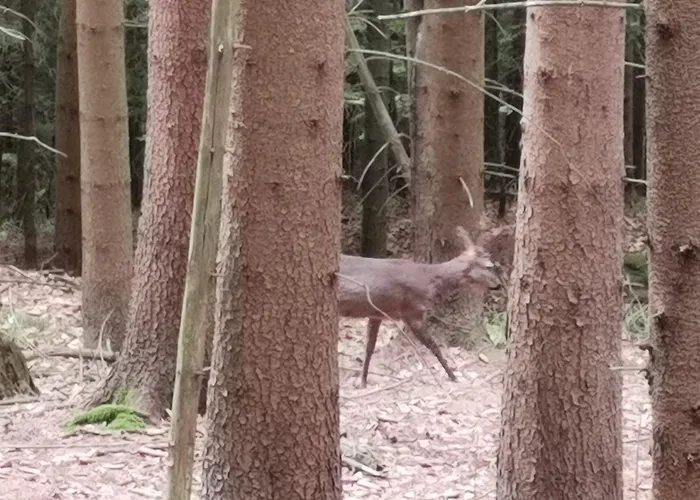 Authentic Pohorje House With Riverside Outdoor Sauna