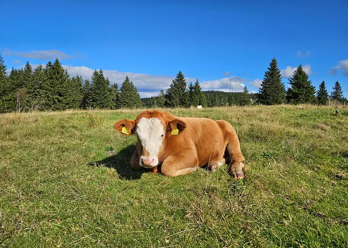 別荘 Authentic Pohorje House With Riverside Outdoor Sauna *